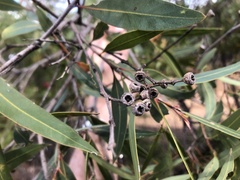 Eucalyptus tenuipes