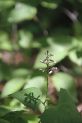 Parasenecio praetermissus