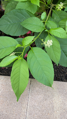 Phytolacca americana