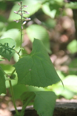 Parasenecio praetermissus