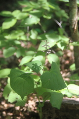 Parasenecio praetermissus