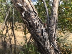 Eucalyptus tenuipes