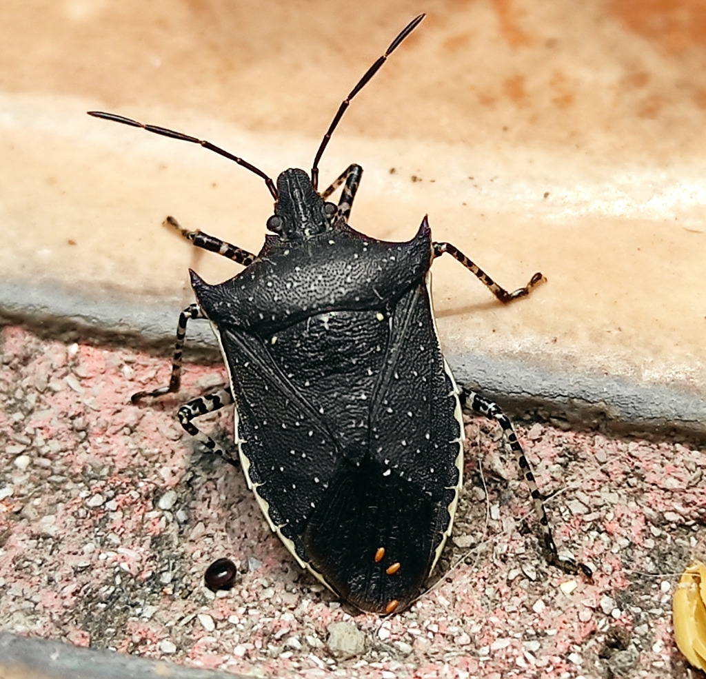 Padaeus trivittatus