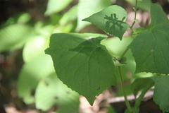 Parasenecio praetermissus