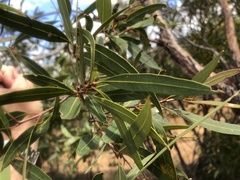 Eucalyptus tenuipes