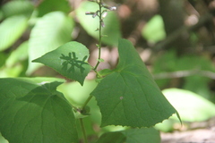 Parasenecio praetermissus