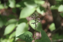 Parasenecio praetermissus