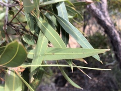 Eucalyptus tenuipes