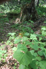 Parasenecio praetermissus