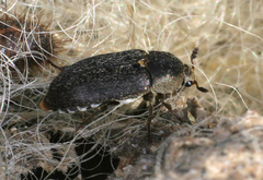 Dermestes maculatus