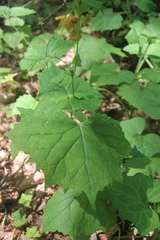 Parasenecio praetermissus