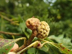 Callirhytis glandulus