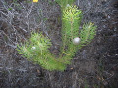 Leucadendron galpinii