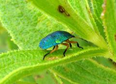 Erachtheus lutulentus