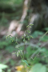 Parasenecio praetermissus