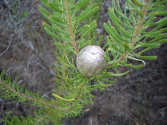 Leucadendron galpinii