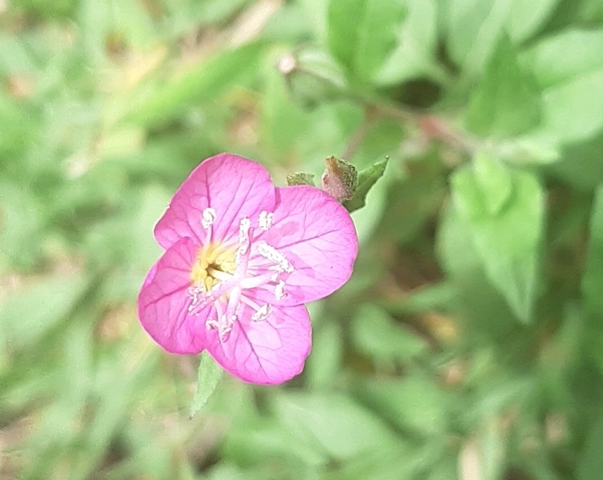 Oenothera image