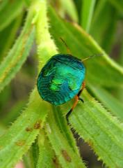 Erachtheus lutulentus
