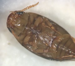 Mesonoterus addendus