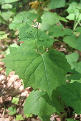 Parasenecio praetermissus