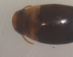 Mesonoterus addendus