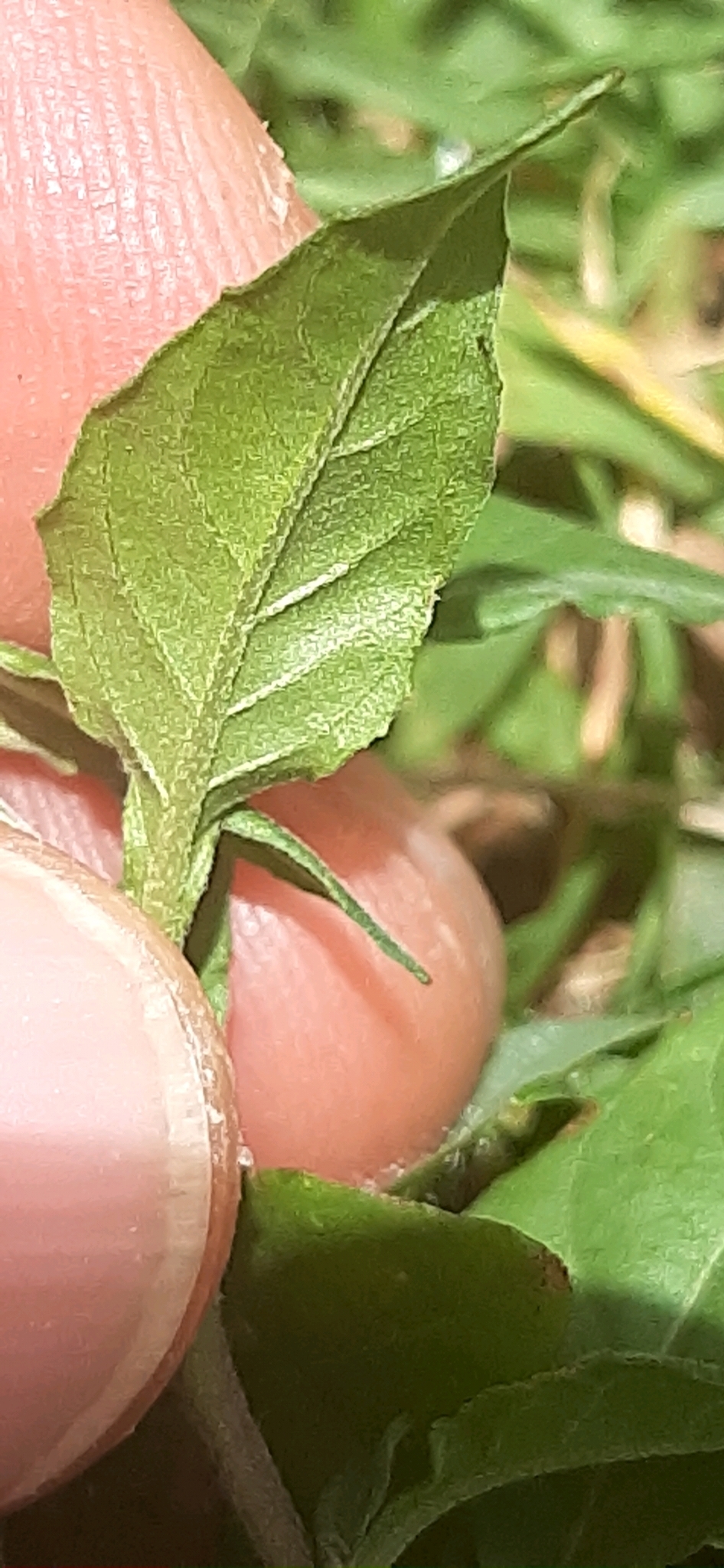 Oenothera rosea image