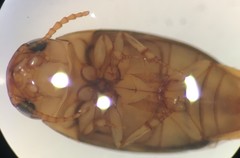 Mesonoterus addendus