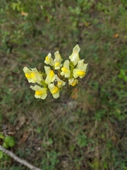 Linaria