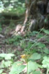 Parasenecio praetermissus