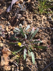 Camissoniopsis micrantha