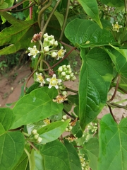 Cynanchum jaliscanum