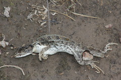 Sceloporus scalaris