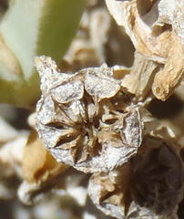 Malephora lutea