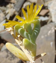 Malephora lutea