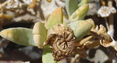 Malephora lutea