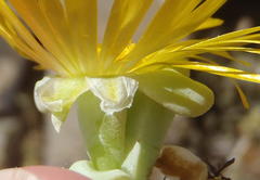 Malephora lutea