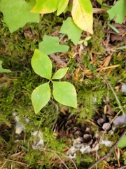Lysimachia latifolia