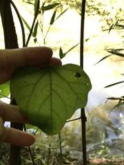 Aristolochia tomentosa