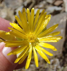Malephora lutea