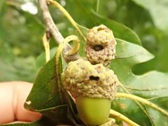 Callirhytis glandulus