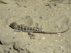 Ctenophorus adelaidensis