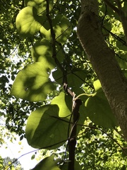 Aristolochia tomentosa