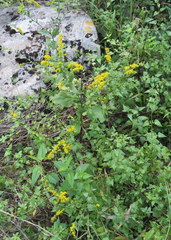 Solidago auriculata