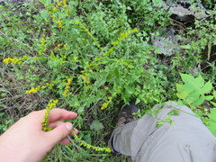 Solidago auriculata