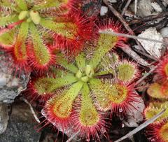 Drosera xerophila