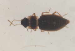 Hydraena marginicollis