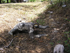 Bradypus tridactylus