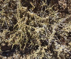 Caroxylon tuberculatum