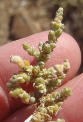 Caroxylon tuberculatum