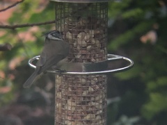 Lophophanes cristatus